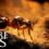 Empire Of The Ants: Alle Editionen im Überblick – Beste Preise im Vergleich